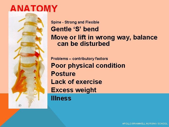 ANATOMY Spine - Strong and Flexible Gentle ‘S’ bend Move or lift in wrong