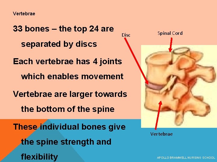 Vertebrae 33 bones – the top 24 are Disc Spinal Cord separated by discs