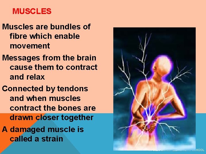 MUSCLES Muscles are bundles of fibre which enable movement Messages from the brain cause