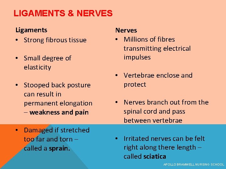 LIGAMENTS & NERVES Ligaments • Strong fibrous tissue • Small degree of elasticity •