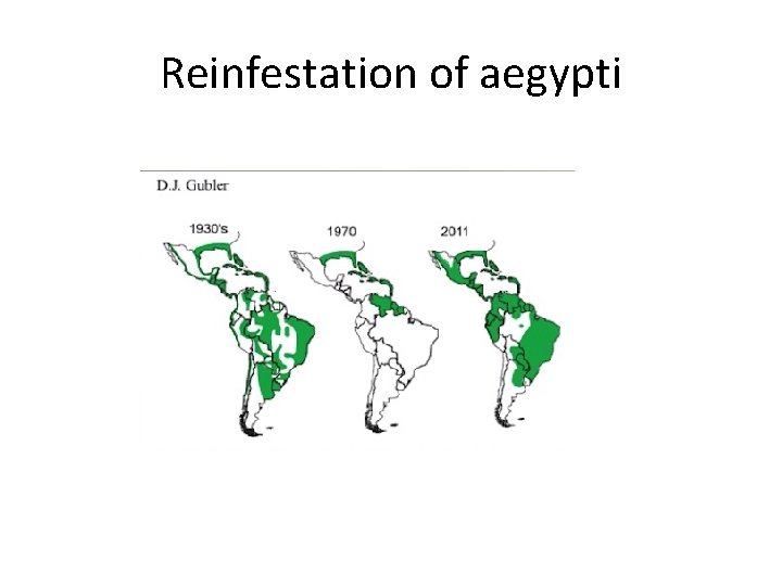 Reinfestation of aegypti 