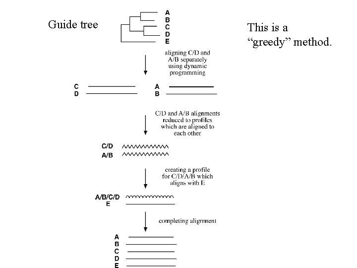 Guide tree This is a “greedy” method. 