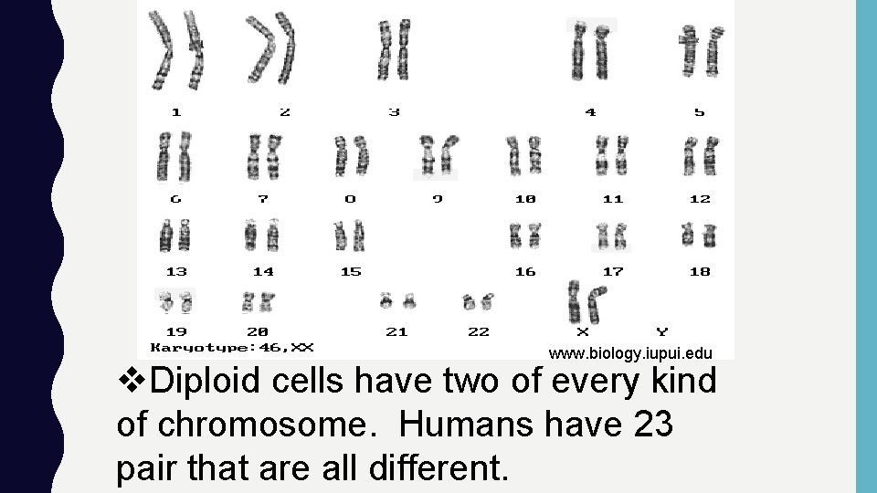 www. biology. iupui. edu v. Diploid cells have two of every kind of chromosome.