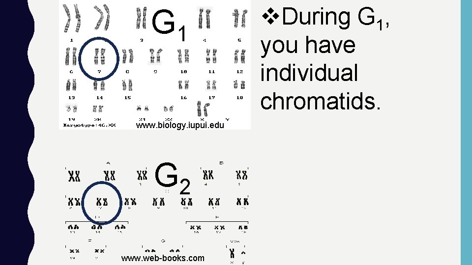 G 1 www. biology. iupui. edu G 2 www. web-books. com v. During G