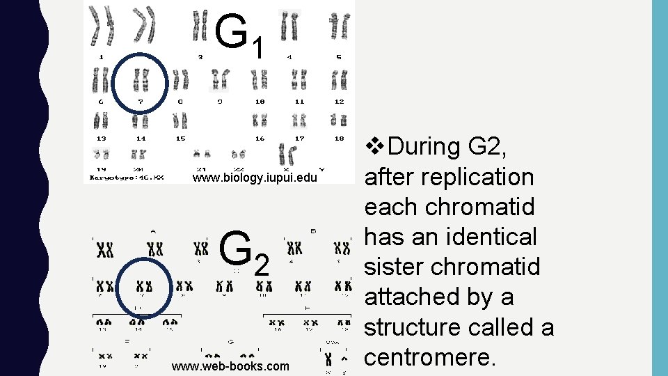 G 1 www. biology. iupui. edu G 2 www. web-books. com v. During G