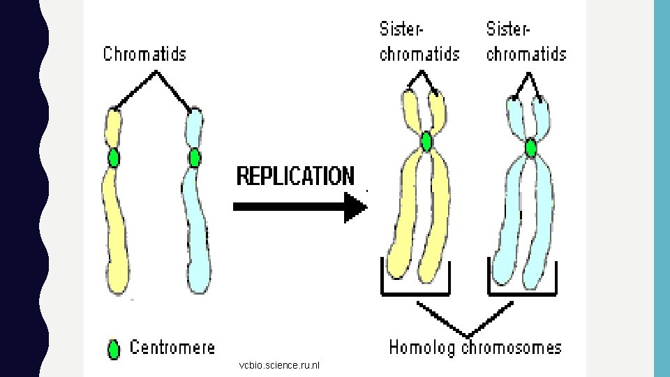 vcbio. science. ru. nl 
