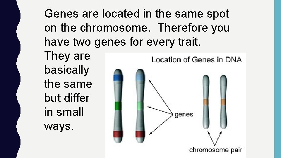 Genes are located in the same spot on the chromosome. Therefore you have two