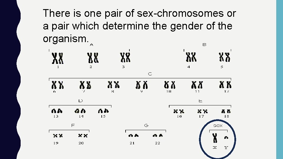 There is one pair of sex-chromosomes or a pair which determine the gender of