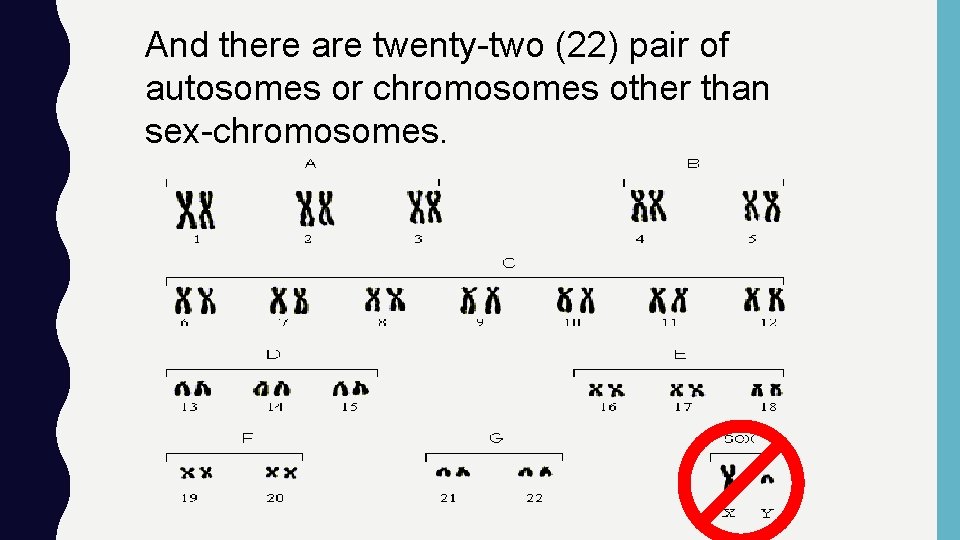 And there are twenty-two (22) pair of autosomes or chromosomes other than sex-chromosomes. 