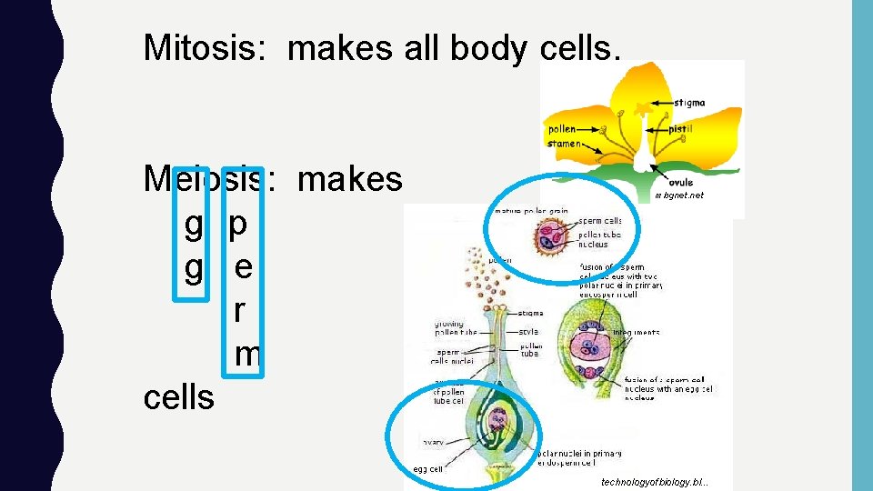 Mitosis: makes all body cells. Meiosis: makes g p g e r m cells