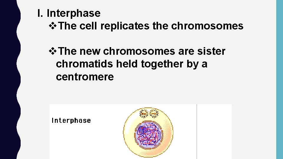 I. Interphase v. The cell replicates the chromosomes v. The new chromosomes are sister