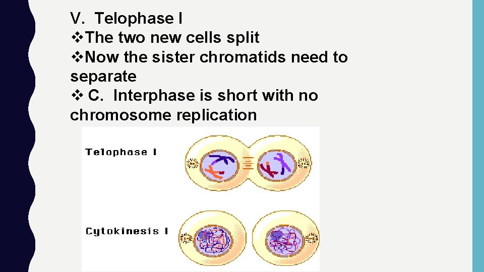 V. Telophase I v. The two new cells split v. Now the sister chromatids