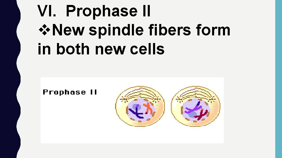 VI. Prophase II v. New spindle fibers form in both new cells 