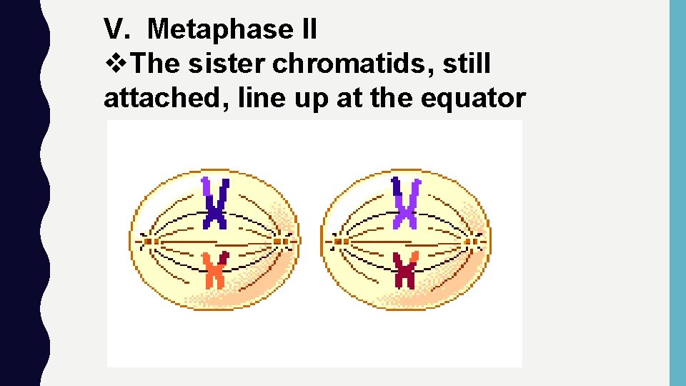 V. Metaphase II v. The sister chromatids, still attached, line up at the equator