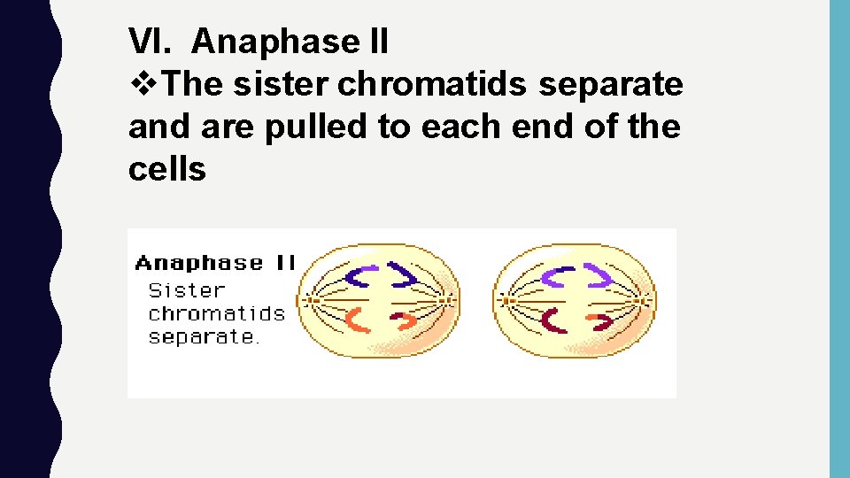 VI. Anaphase II v. The sister chromatids separate and are pulled to each end