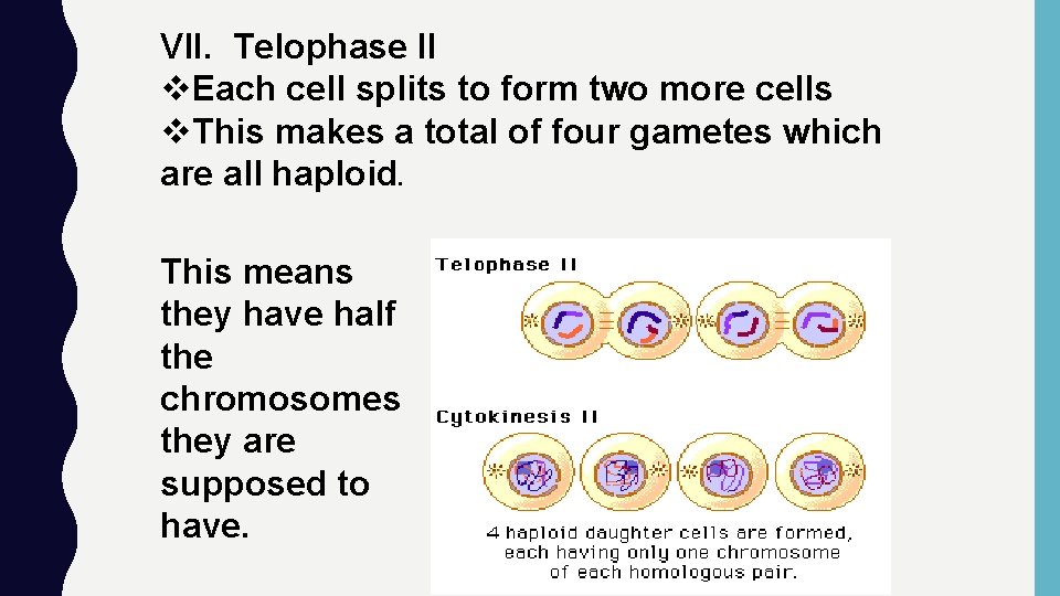 VII. Telophase II v. Each cell splits to form two more cells v. This