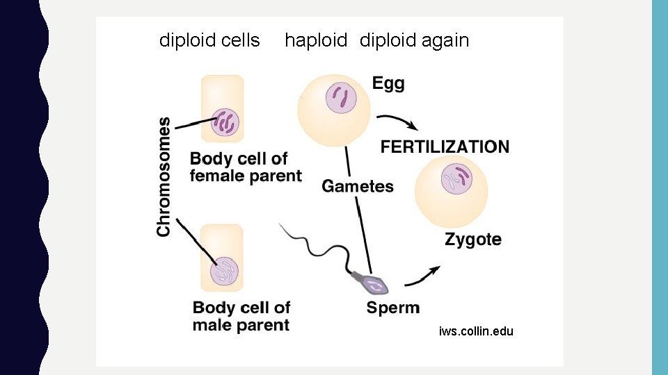 diploid cells haploid diploid again iws. collin. edu 