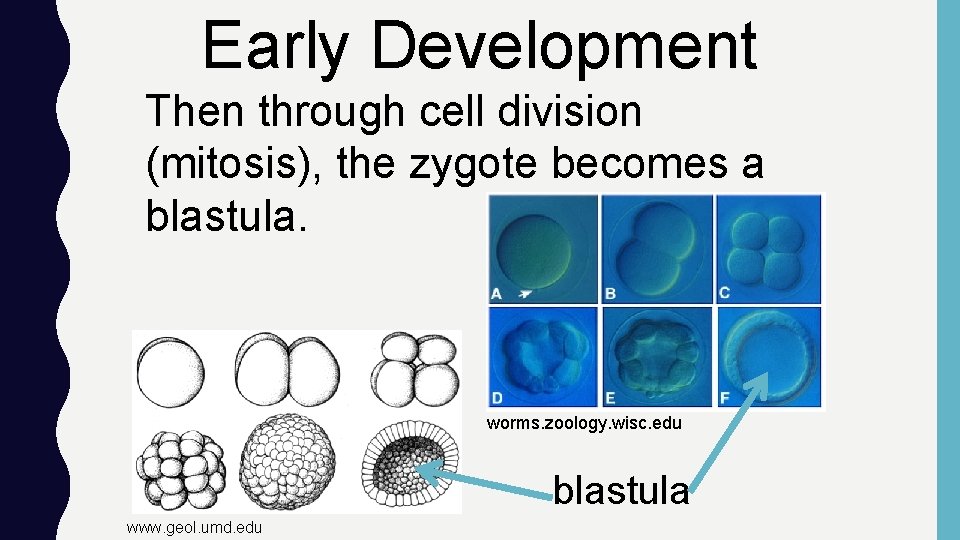 Early Development Then through cell division (mitosis), the zygote becomes a blastula. worms. zoology.