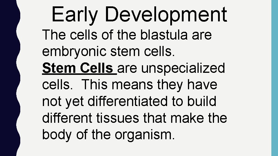 Early Development The cells of the blastula are embryonic stem cells. Stem Cells are