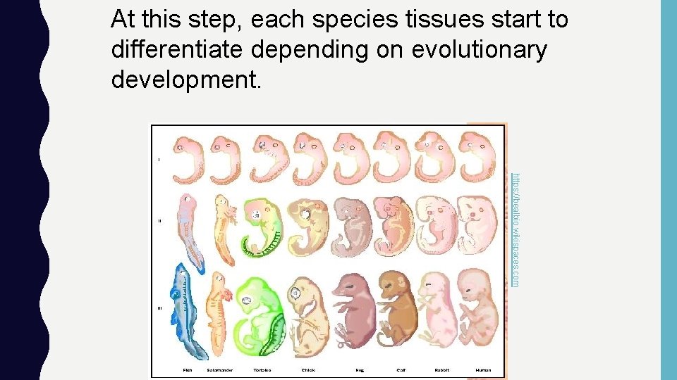 At this step, each species tissues start to differentiate depending on evolutionary development. https: