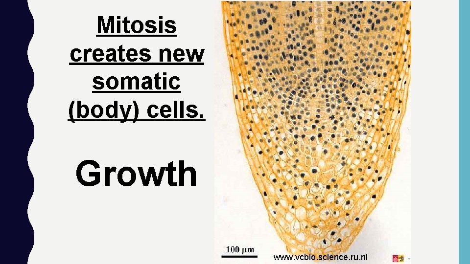 Mitosis creates new somatic (body) cells. Growth www. vcbio. science. ru. nl 