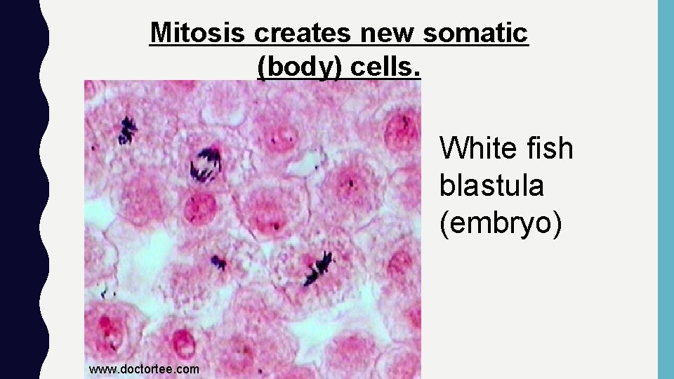 Mitosis creates new somatic (body) cells. White fish blastula (embryo) www. doctortee. com 