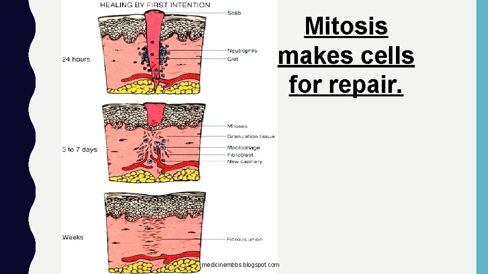 Mitosis makes cells for repair. medicinembbs. blogspot. com 
