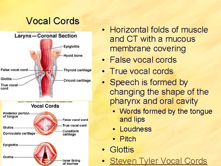 Vocal Cords • Horizontal folds of muscle and CT with a mucous membrane covering