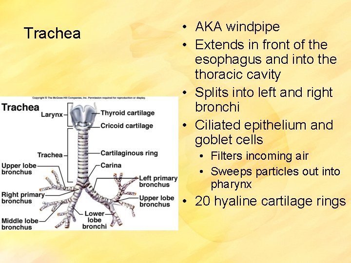 Trachea • AKA windpipe • Extends in front of the esophagus and into the