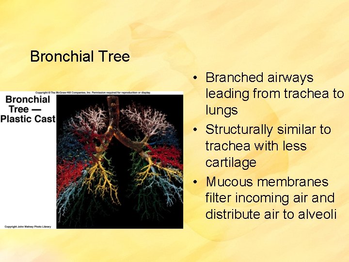 Bronchial Tree • Branched airways leading from trachea to lungs • Structurally similar to