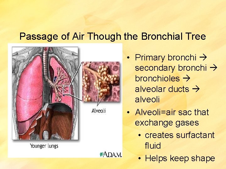 Passage of Air Though the Bronchial Tree • Primary bronchi secondary bronchioles alveolar ducts
