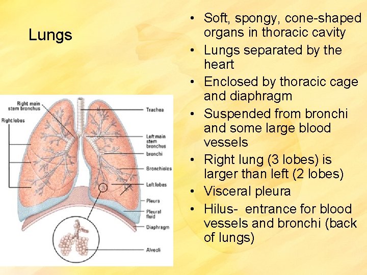 Lungs • Soft, spongy, cone-shaped organs in thoracic cavity • Lungs separated by the