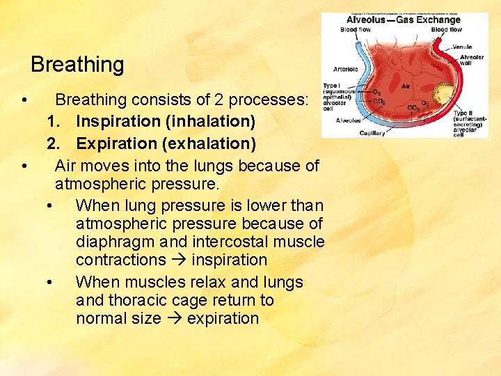 Breathing • • Breathing consists of 2 processes: 1. Inspiration (inhalation) 2. Expiration (exhalation)