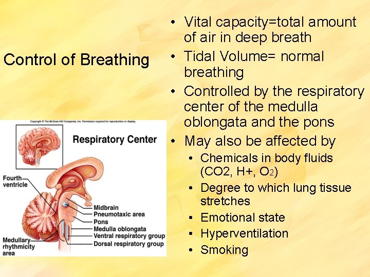 Control of Breathing • Vital capacity=total amount of air in deep breath • Tidal