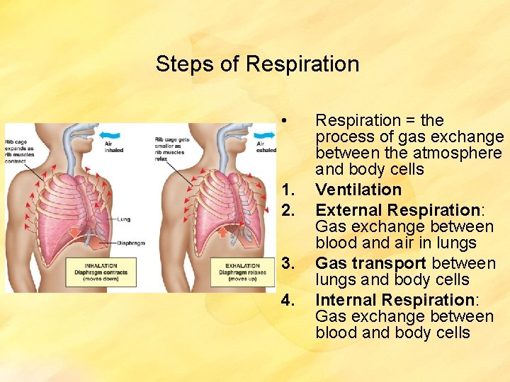 Steps of Respiration • 1. 2. 3. 4. Respiration = the process of gas