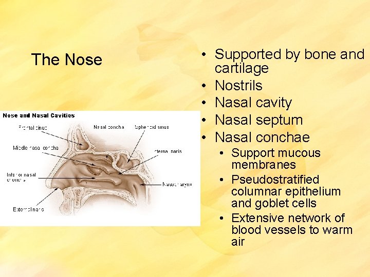 The Nose • Supported by bone and cartilage • Nostrils • Nasal cavity •