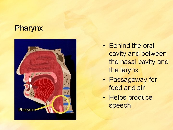Pharynx • Behind the oral cavity and between the nasal cavity and the larynx