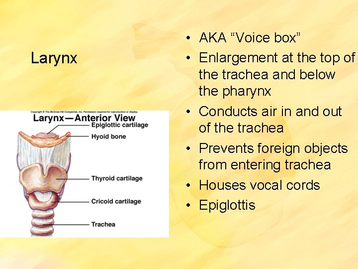 Larynx • AKA “Voice box” • Enlargement at the top of the trachea and