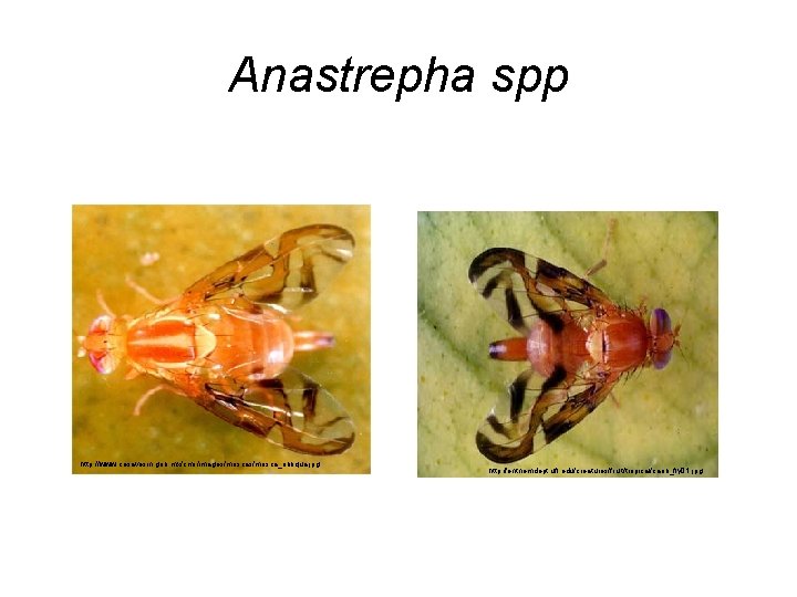 Anastrepha spp http: //www. cesavesin. gob. mx/cms/images/mosca_obliqua. jpg http: //entnemdept. ufl. edu/creatures/fruit/tropical/carib_fly 01. jpg