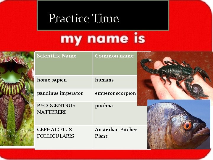Practice Time Scientific Name Common name homo sapien humans pandinus imperator emperor scorpion PYGOCENTRUS Practice Time Scientific Name Common name homo sapien humans pandinus imperator emperor scorpion PYGOCENTRUS