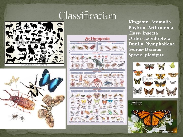 Classification Kingdom- Animalia Phylum- Arthropoda Class- Insecta Order- Lepidoptera Family- Nymphalidae Genus- Danaus Specie- Classification Kingdom- Animalia Phylum- Arthropoda Class- Insecta Order- Lepidoptera Family- Nymphalidae Genus- Danaus Specie-