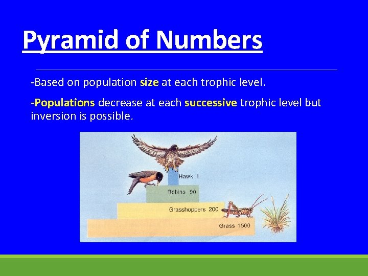Pyramid of Numbers -Based on population size at each trophic level. -Populations decrease at