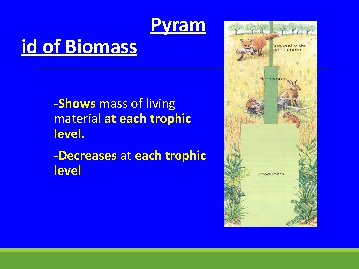 id of Biomass Pyram -Shows mass of living material at each trophic level. -Decreases