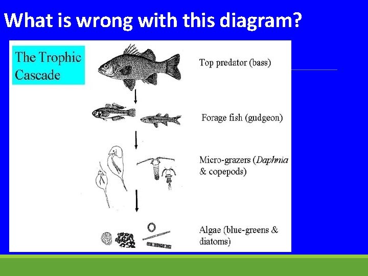What is wrong with this diagram? 