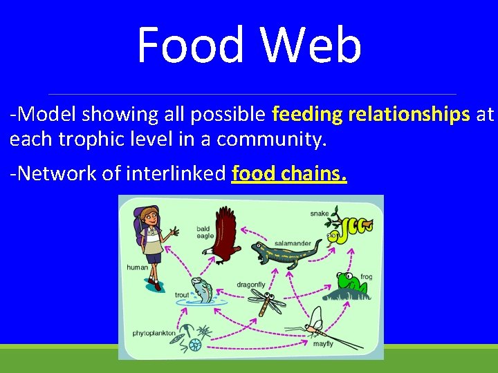 Food Web -Model showing all possible feeding relationships at each trophic level in a