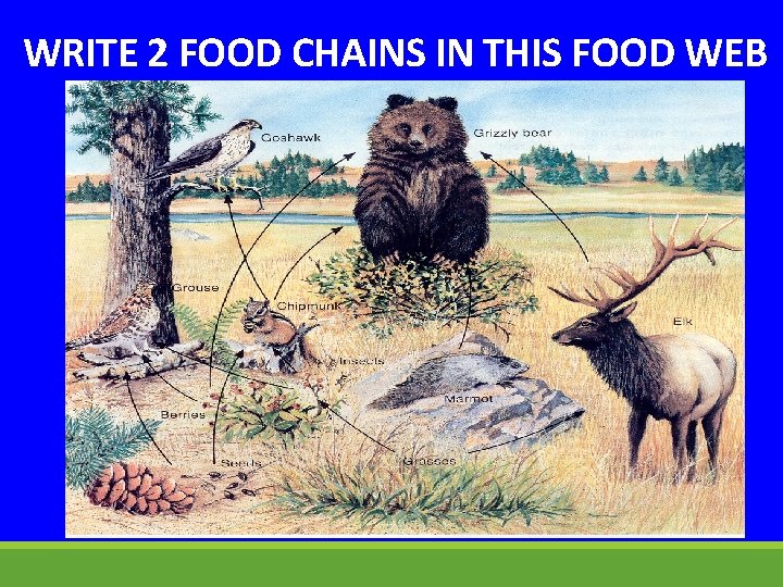 WRITE 2 FOOD CHAINS IN THIS FOOD WEB 