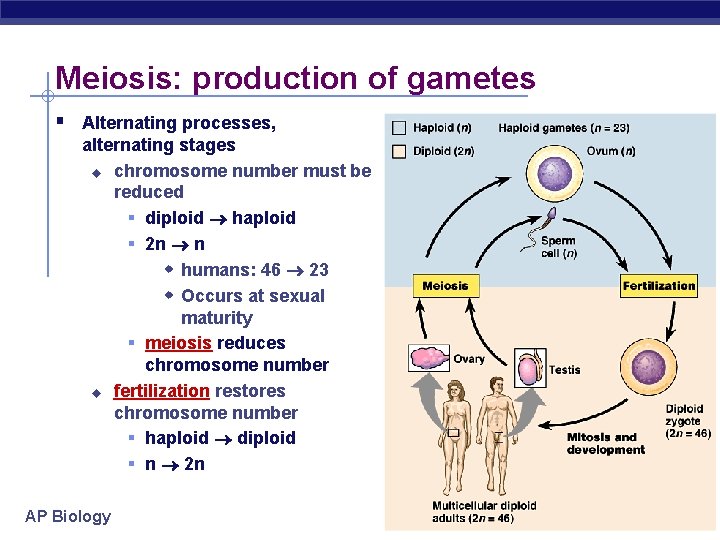 Meiosis: production of gametes § Alternating processes, alternating stages u chromosome number must be