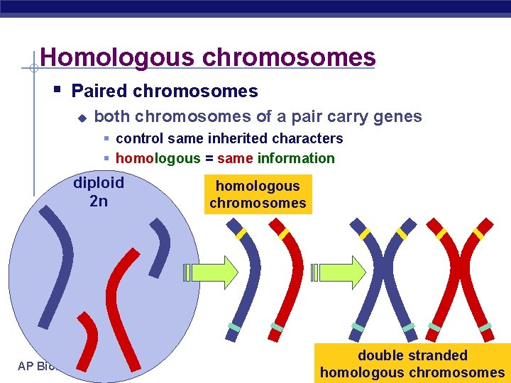 Homologous chromosomes § Paired chromosomes u both chromosomes of a pair carry genes §
