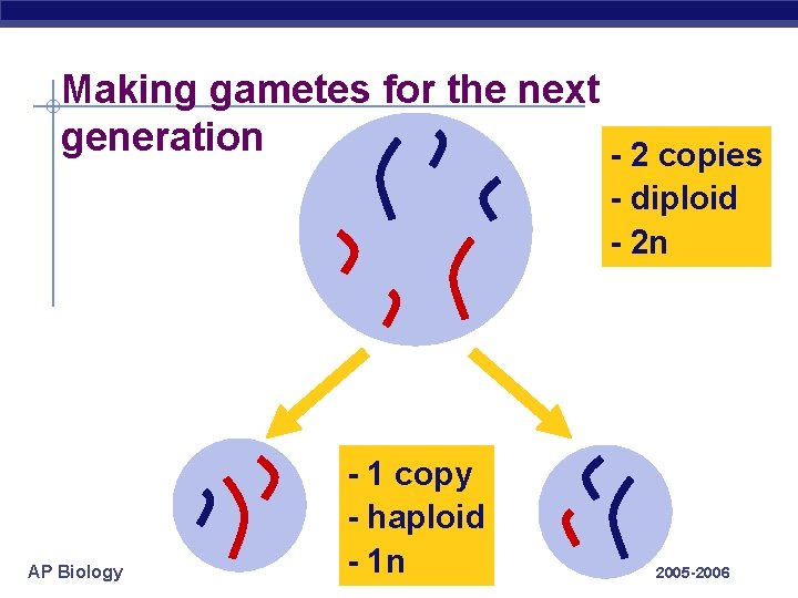 Making gametes for the next generation - 2 copies - diploid - 2 n