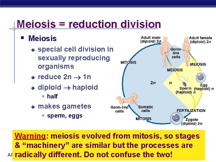 Meiosis = reduction division § Meiosis u u u special cell division in sexually